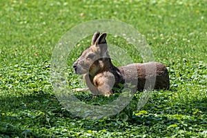 Patagonian Mara  Dolichotis patagonum are large relatives of guinea pigs