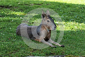 Patagonian Mara, Dolichotis patagonum are large relatives of guinea pigs