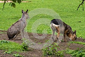 Patagonian Mara, Dolichotis patagonum are large relatives of guinea pigs