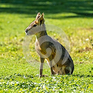 Patagonian Mara, Dolichotis patagonum are large relatives of guinea pigs