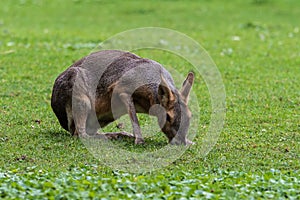 Patagonian Mara, Dolichotis patagonum are large relatives of guinea pigs