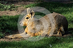 Patagonian Mara, Dolichotis patagonum are large relatives of guinea pigs