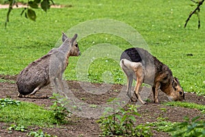 Patagonian Mara, Dolichotis patagonum are large relatives of guinea pigs