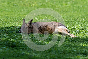 Patagonian Mara, Dolichotis patagonum are large relatives of guinea pigs