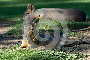 Patagonian Mara, Dolichotis patagonum are large relatives of guinea pigs