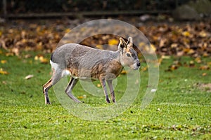 Patagonian Mara, Dolichotis patagonum are large relatives of guinea pigs