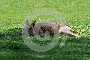 Patagonian Mara, Dolichotis patagonum are large relatives of guinea pigs