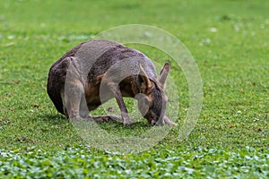 Patagonian Mara, Dolichotis patagonum are large relatives of guinea pigs