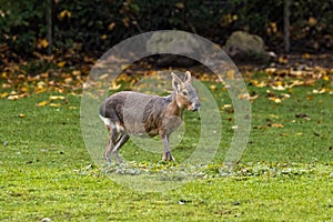 Patagonian Mara, Dolichotis patagonum are large relatives of guinea pigs