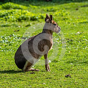 Patagonian Mara, Dolichotis patagonum are large relatives of guinea pigs