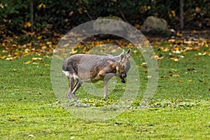 Patagonian Mara, Dolichotis patagonum are large relatives of guinea pigs