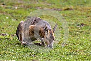 Patagonian Mara, Dolichotis patagonum are large relatives of guinea pigs