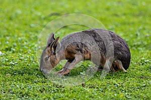 Patagonian Mara, Dolichotis patagonum are large relatives of guinea pigs