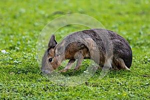 Patagonian Mara, Dolichotis patagonum are large relatives of guinea pigs