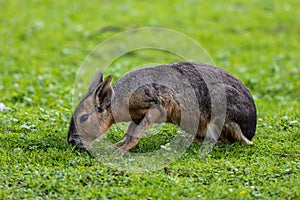 Patagonian Mara, Dolichotis patagonum are large relatives of guinea pigs