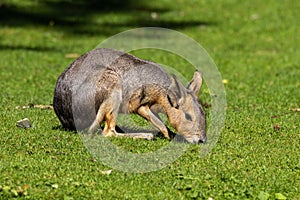 Patagonian Mara, Dolichotis patagonum are large relatives of guinea pigs