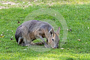 Patagonian Mara, Dolichotis patagonum are large relatives of guinea pigs