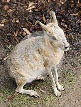 A Patagonian Mara Dolichotis patagonum, a Large Rodent