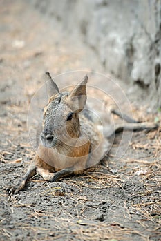 Patagonian mara Dolichotis patagonum, large rodent in the mara.  Patagonian cavy, Patagonian hare or dillaby. These relatives of