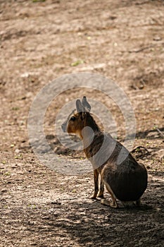 Patagonian mara - Dolichotis patagonum. Mara - Dolichotis patagonum