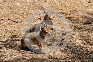 Patagonian mara - Dolichotis patagonum. Mara - Dolichotis patagonum