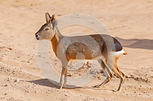 The Patagonian mara Dolichotis patagonum oasis lagoon Al Qudra Lakes in the desert in the United Arab Emirates in Arabia photo