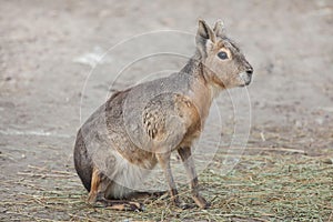 Patagonian mara Dolichotis patagonum photo