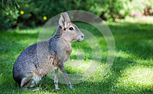 Patagonian mara Dolichotis patagonum photo