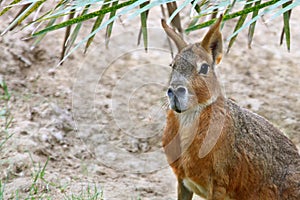 Patagonian mara Dolichotis patagonum portrait