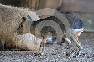 The Patagonian mara (Dolichotis patagonum) is a relatively large rodent in the mara genus Dolichotis