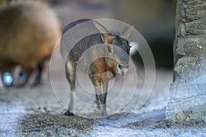 The Patagonian mara (Dolichotis patagonum) is a relatively large rodent in the mara genus Dolichotis