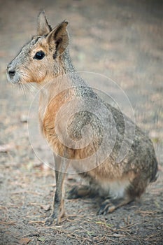 Patagonian mara Dolichotis patagonum is a relatively large rodent in the mara genus Dolichotis. It is also known as the