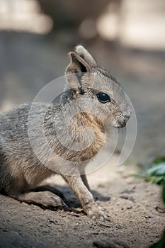 Patagonian mara Dolichotis patagonum is a relatively large rodent in the mara genus Dolichotis. It is also known as the