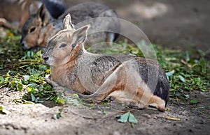 Patagonian Mara Dolichotis patagonum resting on ground in zoo, another animal blurred background, some green leaves food
