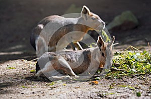 Patagonian Mara  Dolichotis patagonum  resting on ground in zoo, another animal blurred background, some green leaves food near