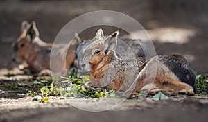 Patagonian Mara  Dolichotis patagonum  resting on ground in zoo, another animal blurred background, some green leaves food near