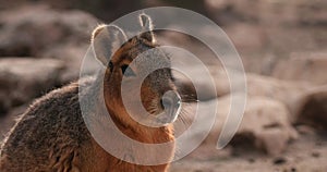 Patagonian Mara Dolichotis patagonum on the rocks close-up slow motion 120 fps