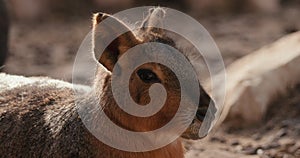 Patagonian Mara Dolichotis patagonum on the rocks close-up slow motion 120 fps