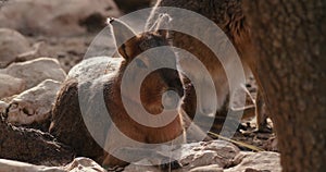 Patagonian Mara Dolichotis patagonum on the rocks slow motion 120 fps