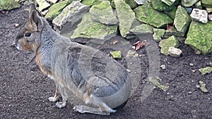 Patagonian mara, Dolichotis patagonum, sitting and resting, watching for danger