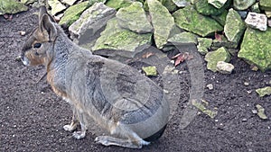 Patagonian mara, Dolichotis patagonum, sitting and resting, watching for danger