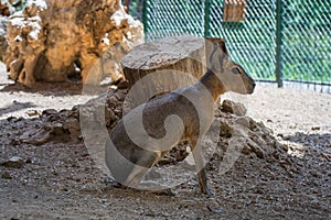 Patagonian mara (Dolichotis patagonum) walking on the soil land inside a cage