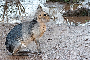 Patagonian mara dolichotis Patagounum