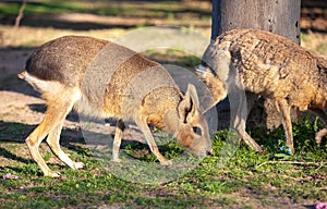 Patagonian Mara in eco park