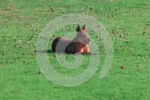 Patagonian Mara on the grass