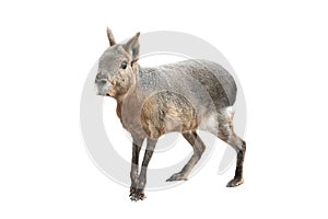 Patagonian mara isolated on a white