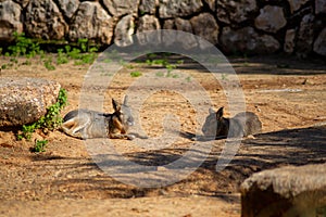 Patagonian mara large herbivorous rodent