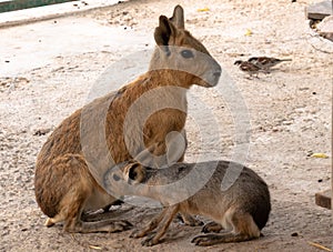 Patagonian mara large rodent herbivorous animal long limbs