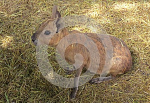 Patagonian mara large rodent herbivorous animal long limbs