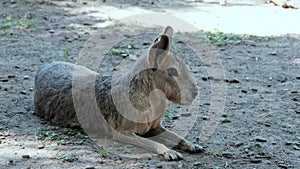 The Patagonian mara is a large rodent (Patagonian guinea pig, Patagonian hare or dilabi)